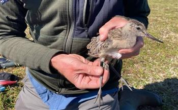 11 يومًا فوق المحيط بلا هبوط .. طائر يحقق الرقم القياسي في التحليق