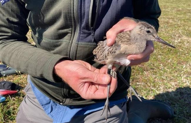 11 يومًا فوق المحيط بلا هبوط .. طائر يحقق الرقم القياسي في التحليق