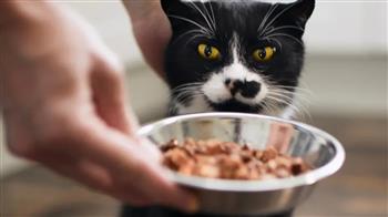 صيني يربح ثروة ضخمة من إطعام القطط في العطلات