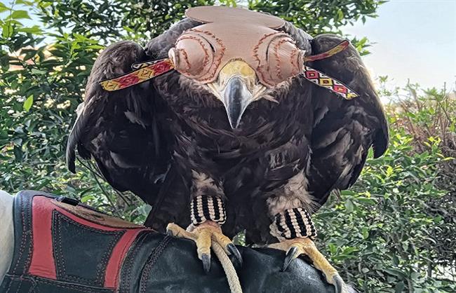 وزيرة التنمية المحلية والبيئة تعلن ضبط أنواعا برية مهددة بالانقراض بسوق الجمعة وتوجه بنقلها للمحميات