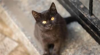 قط وفي يفقد حياته خلال إنقاذ صاحبه من حريق مروع