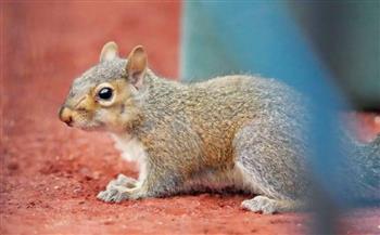 سنجاب متطفل يقطع الكهرباء والإنترنت عن مكاتب حكومية أمريكية