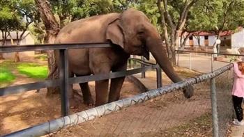 غضب في الجزائر بعد نفوق الفيلة "ميرة" عن عمر 28 عامًا 