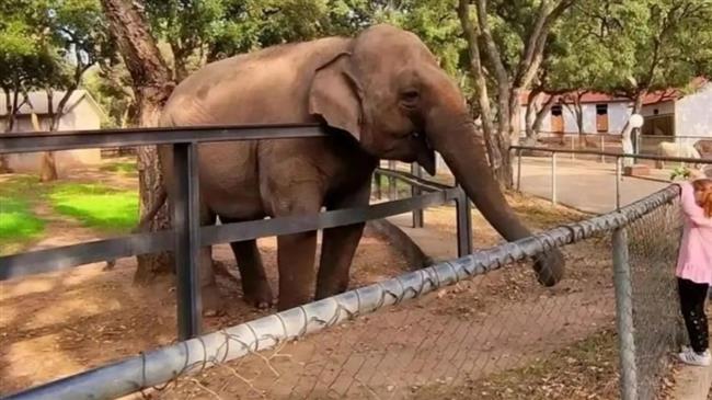 غضب في الجزائر بعد نفوق الفيلة "ميرة" عن عمر 28 عامًا 