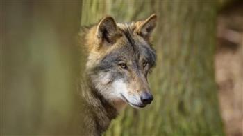 ألمانيا تسجل أول هجوم لذئب على إنسان منذ 28 عامًا