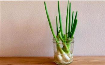لا تتخلصي من بقايا البصل الأخضر.. حيلة بسيطة لزراعته في المنزل