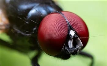 ذباب أسود لاسع يجتاح ولاية أمريكية ويرعب السكان