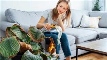 لماذا تموت نباتاتك المنزلية رغم العناية؟ إليك أهم الأسباب الحقيقية والحلول