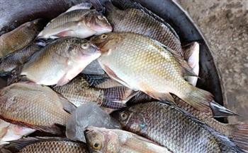 محافظ أسوان: ضبط 310 كجم ملوحة غير صالحة للاستهلاك الآدمي