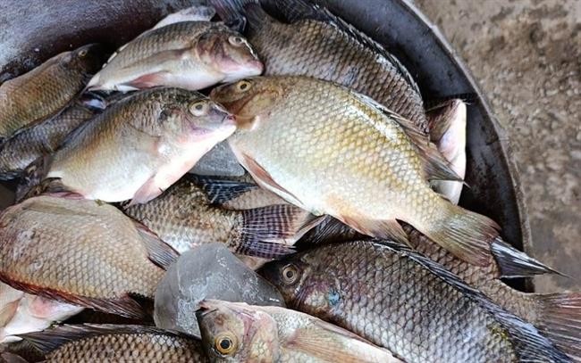 محافظ أسوان: ضبط 310 كجم ملوحة غير صالحة للاستهلاك الآدمي