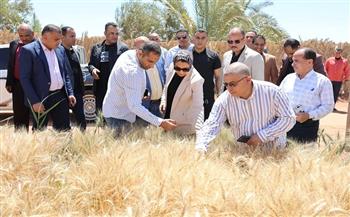 محافظ الوادي الجديد: نجاح تجربة إكثار صنف قمح ينتج 35 أردبا للفدان