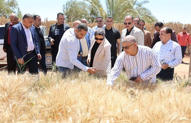 محافظ الوادي الجديد: نجاح تجربة إكثار صنف قمح ينتج 35 أردبا للفدان