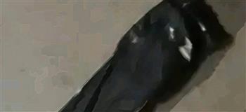 "خلوا بالكم من ولادي".. آخر ما كتبته بسنت سليمان قبل إنهاء حياتها قفزا من الطابق الـ13 