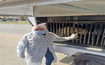 محافظ بورسعيد: تنفيذ حملة مكثفة ببورفؤاد للتعامل مع الكلاب الضالة ونقلها إلى الشيلتر