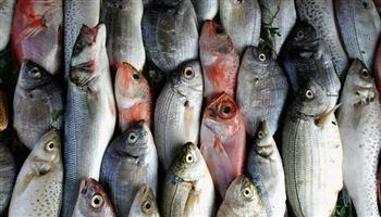 تجار الأسماك: لا ارتفاعات في الأسعار.. واستقرار كامل بالسوق مع شم النسيم