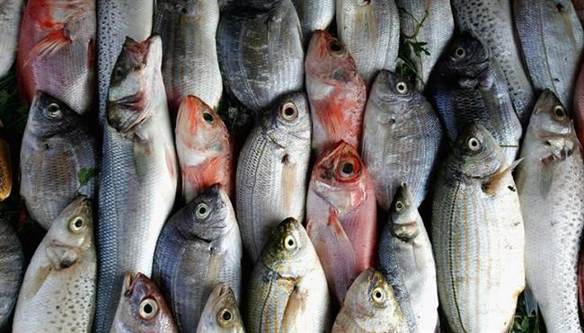 تجار الأسماك: لا ارتفاعات في الأسعار.. واستقرار كامل بالسوق مع شم النسيم