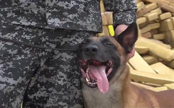 البرازيل: كلب بوليسي يكتشف 48 طنًا من الماريجوانا في أكبر عملية ضبط للمخدرات