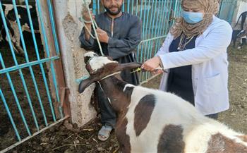 محافظ أسيوط: تحصين أكثر من 79 ألف رأس ماشية خلال أسبوعين