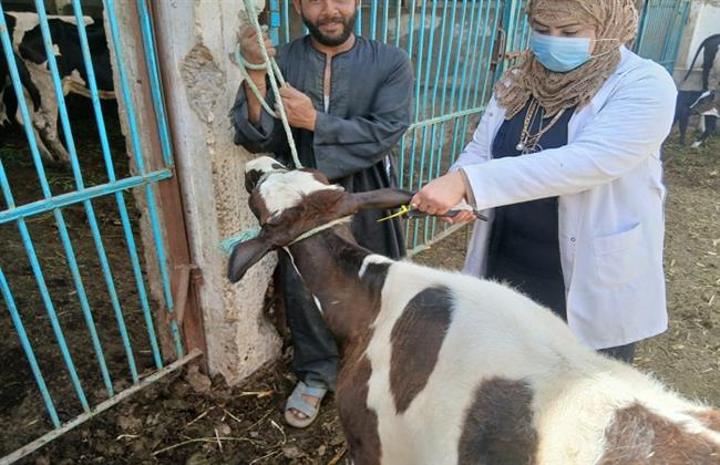 محافظ أسيوط: تحصين أكثر من 79 ألف رأس ماشية خلال أسبوعين