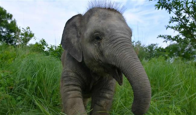 معجزة طبية.. الفيلة "باني" تستعيد حركتها بعد إصابتها بالشلل (فيديو)