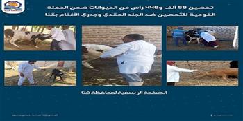تحصين 59 ألف و448 رأس من الحيوانات ضمن الحملة القومية للتحصين ضد الجلد العقدي وجدري الأغنام بقنا