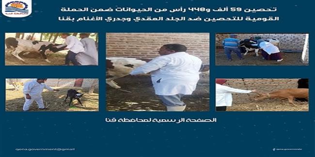 تحصين 59 ألف و448 رأس من الحيوانات ضمن الحملة القومية للتحصين ضد الجلد العقدي وجدري الأغنام بقنا