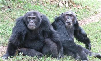 مواجهات تنتهي بمجازر.. العلماء يوثقون أول "حرب أهلية" بين الشمبانزي