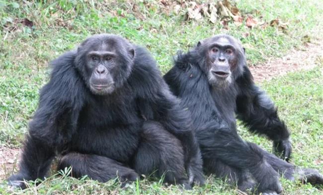 مواجهات تنتهي بمجازر.. العلماء يوثقون أول "حرب أهلية" بين الشمبانزي