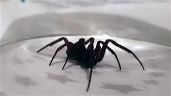 "الأرملة الكاذبة" ترعب البريطانيين.. ارتفاع حالات دخول المستشفيات