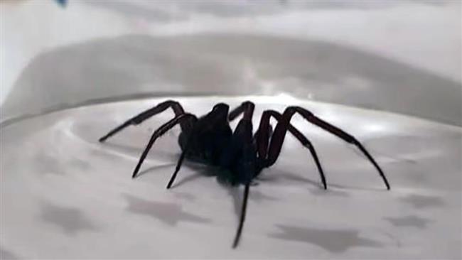 "الأرملة الكاذبة" ترعب البريطانيين.. ارتفاع حالات دخول المستشفيات