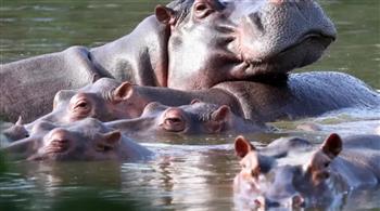 كولومبيا تعدم 80 فرس نهر استوردها إمبراطور المخدرات بابلو إسكوبار