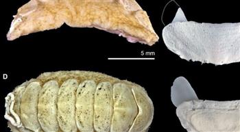 اليابان.. اكتشاف كائن بحري بلسان حديدي وصفائح صلبة