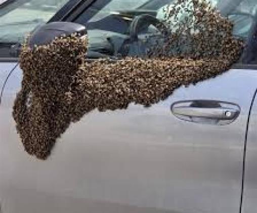 ذعر في جنوب إسرائيل.. أسراب نحل تجتاح المدينة وتدفع السكان للإغلاق