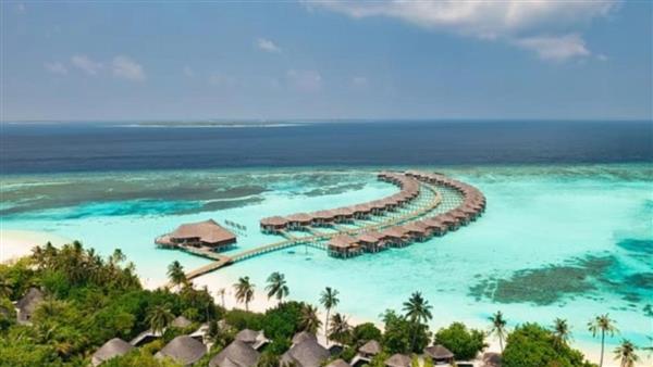 التهم قدم العريس.. قرش يحوّل شهر عسل إلى كابوس 