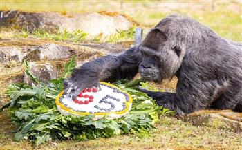 بتورتة صحية.. الغوريلا "فاتو" تحتفل بعيد ميلادها الـ69