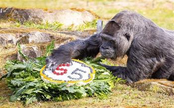 بتورتة صحية.. الغوريلا "فاتو" تحتفل بعيد ميلادها الـ69