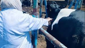 "الشرقية": فحص 2122 رأس ماشية ضد البروسيلا والسل البقري