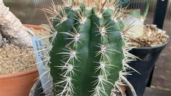 العلماء يكتشفون صبارًا يعتمد على الصور في تلقيح أزهاره