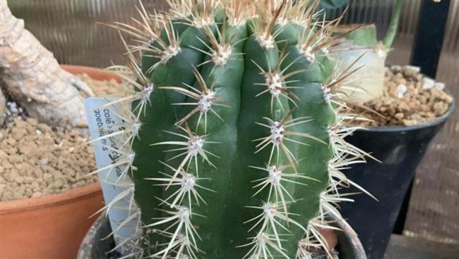 العلماء يكتشفون صبارًا يعتمد على الصور في تلقيح أزهاره