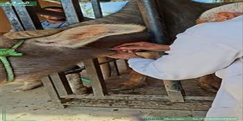  بيطري الشرقية ينتهى من فحص (١٢٠١) رأس ماشية ضد البروسيلا و( ٩٢١) ضد السل البقرى 