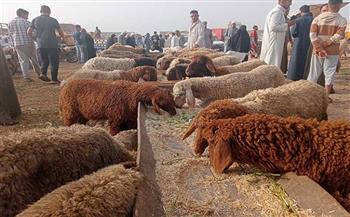 تعرف على أسعار الأضاحي 2026.. وطريقة التوزيع الصحيحة