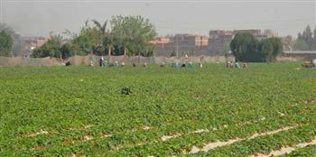 موسم «الذهب الأحمر»..  حكايات «الشقيانين» فى مزارع الفراولة