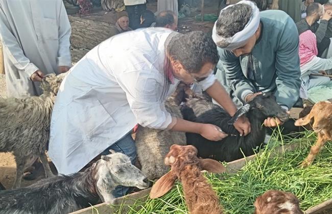 محافظ الجيزة: تحصين أكثر من 176 ألف رأس ماشية ضمن الحملة القومية ضد مرضي الجلد العقدي وجدري الضأن 