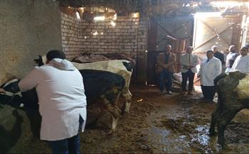 تحصين أكثر من 150 ألف رأس ماشية ضد مرض الجلد العقدي بالدقهلية