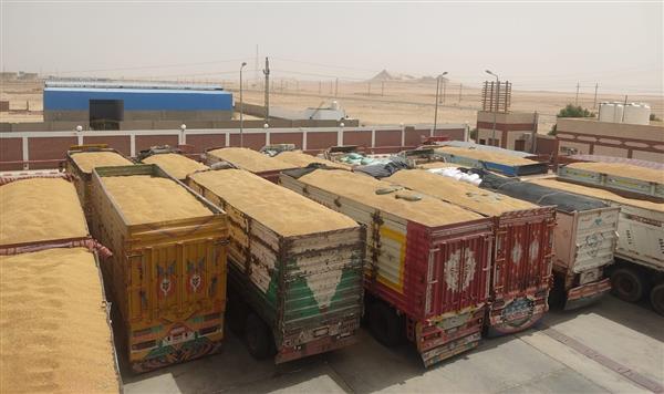 محافظ أسيوط: توريد 387 طنًا من القمح إلى مواقع التخزين حتى الآن 