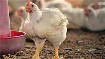 أسعار الدواجن البيضاء اليوم السبت 18-4-2026   