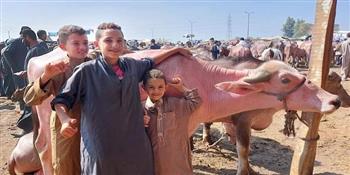 تعرف على أسعار الأضاحي اليوم السبت 18-4-2026.. كم سجل الخرفان والبقر؟