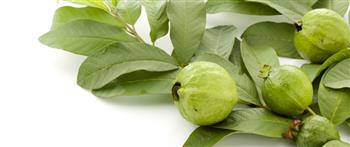 تعرف علي فوائد أوراق الجوافة