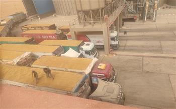 الوادي الجديد: استمرار حصاد وتوريد القمح وتوريد أكثر من 1000 طن 