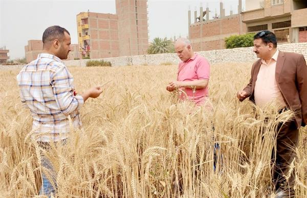 محافظ أسيوط: انتظام أعمال توريد القمح للصوامع والشون بإجمالي 1109 أطنان حتى الآن 